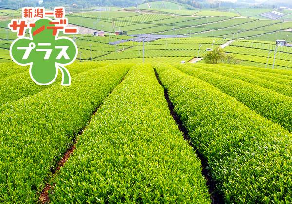 《よかバス×TeNY》福岡旅する茶のくに八女 とっておきのスポット旅1
