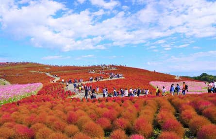【西船橋発】コキア鑑賞 真っ赤に染まる国営ひたち海浜公園のもこもこコキア鑑賞と絶景の常陸国パワースポット「大洗磯前神社」&かねふくめんたいパーク