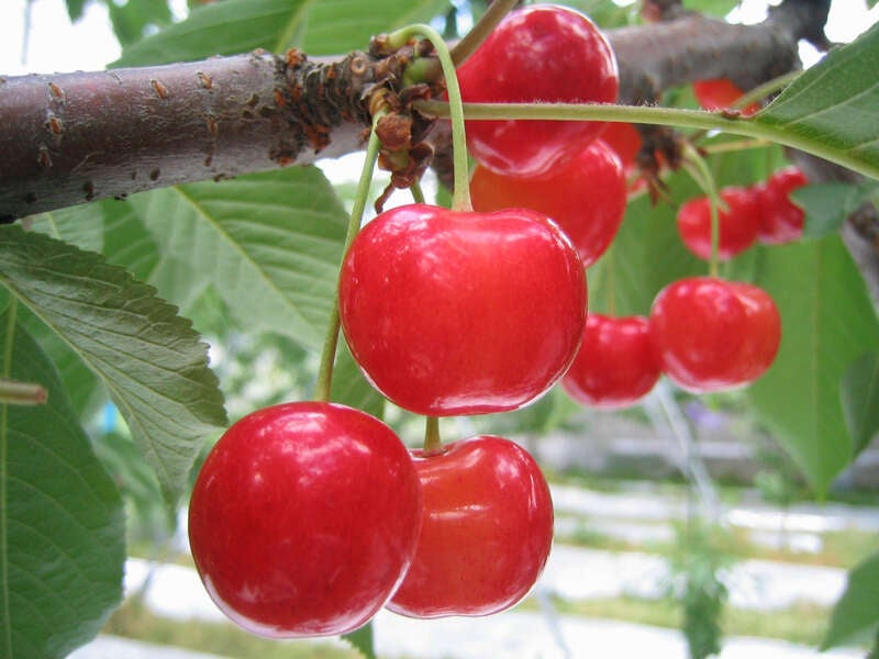 【茨城県内発】 本場山形“寒河江”佐藤錦さくらんぼ狩り食べ放題 「大正レトロな銀山温泉街」「山寺・立石寺」「奥州三名湯・鳴子温泉」２日間1