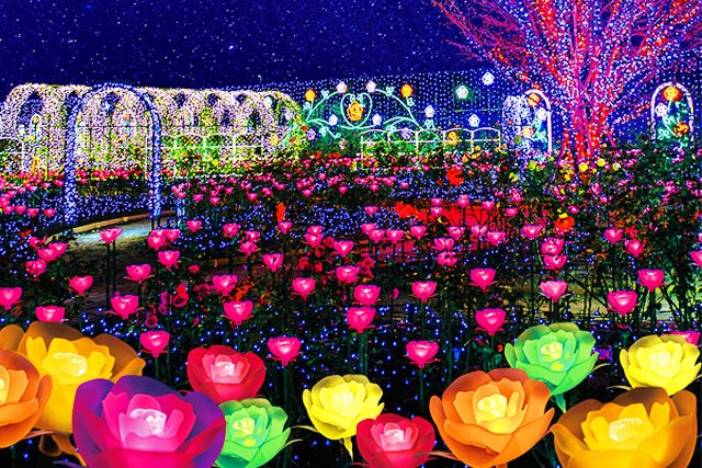 1/11・14・17・20・24催行決定【新宿発】初物「いちご狩り」栃木ブランド品種が30分食べ放題！！光り輝く「あしかがフラワーパーク」イルミネーション＆おかしパークで「みかもの月」詰め放題も満喫★　日帰りバスツアー1