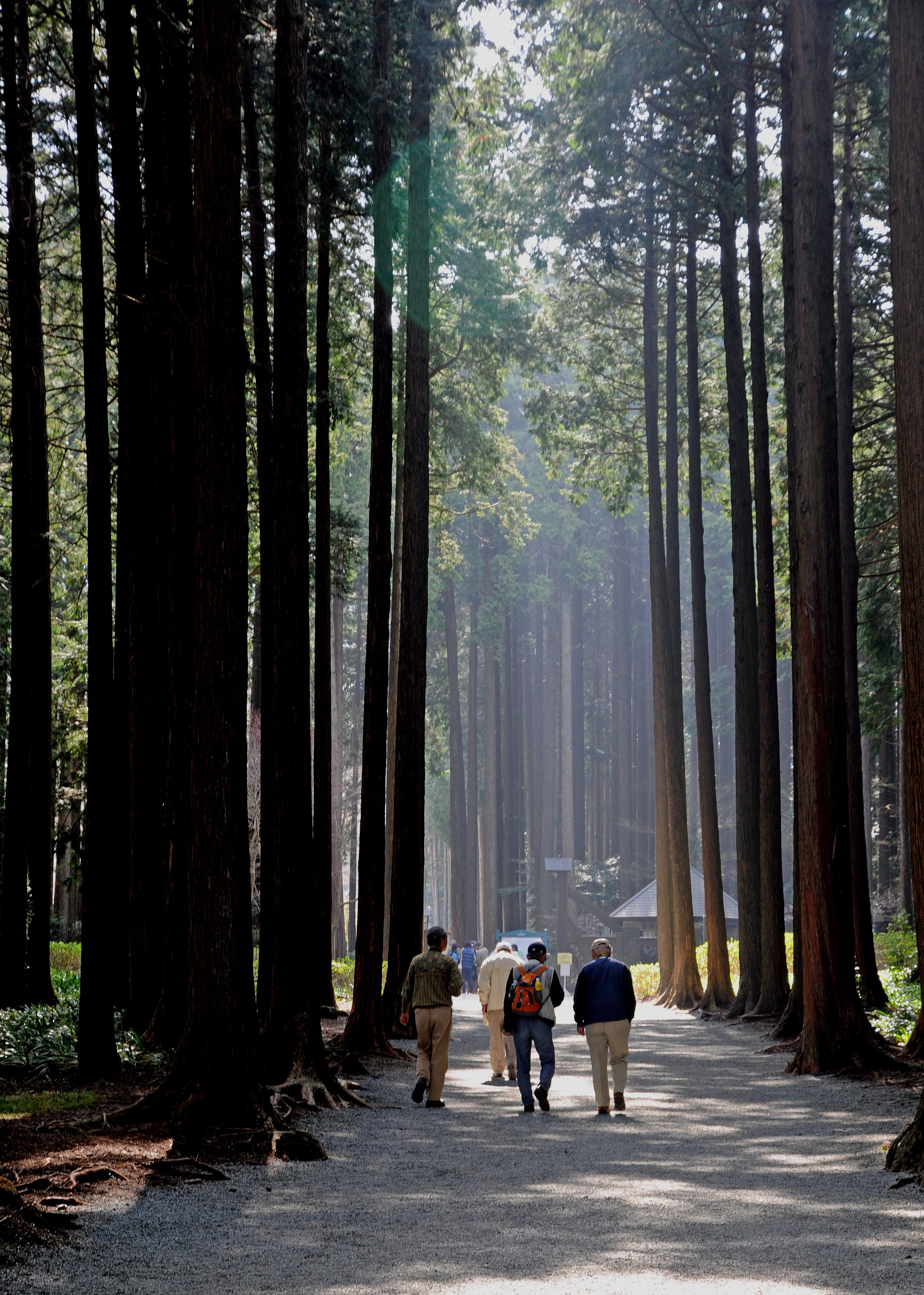 【静岡市内発】姫の沢公園６万株のツツジと秩父宮記念公園　感動の遊覧船で堪能！芦ノ湖クルーズ2