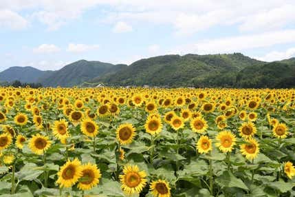晴れの国おかやまで旬の白桃狩り大収穫&食べ放題祭り!!と南光町100万本の大ひまわり畑【富田林・藤井寺発】