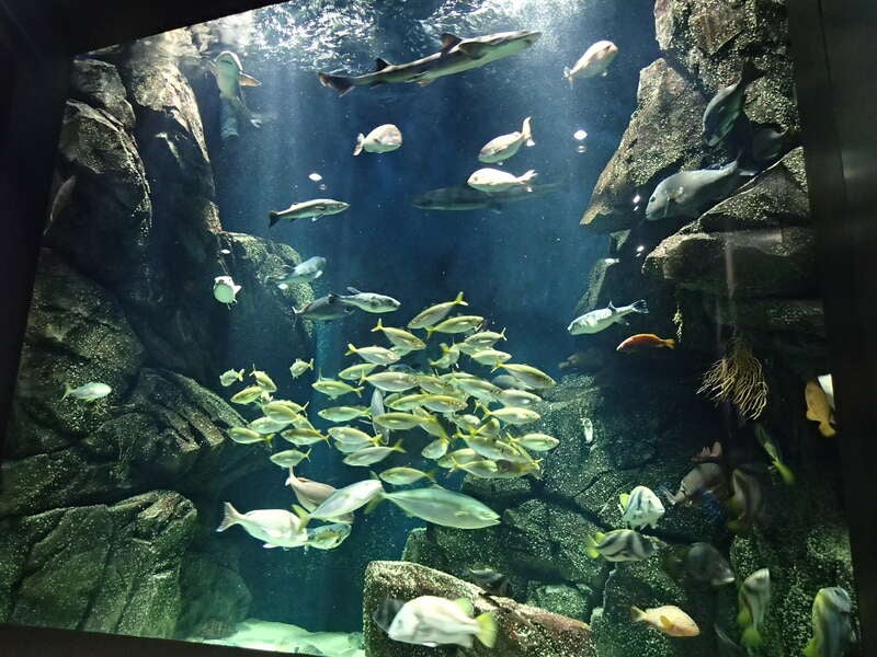 【山形県内発】 本年4月1日リニューアルオープン！世界一のクラゲ水族館 「東北エプソンアクアリウムかもすい（加茂水族館）」と 季節の果物狩り食べ放題＆平田牧場名産「金華豚」炭火蒲焼重（日帰り）2