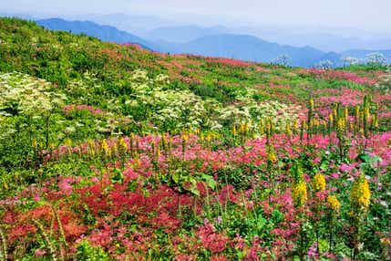 【松山駅～川之江駅発】 伊吹山・霧ヶ峰・美ヶ原と上高地３日間