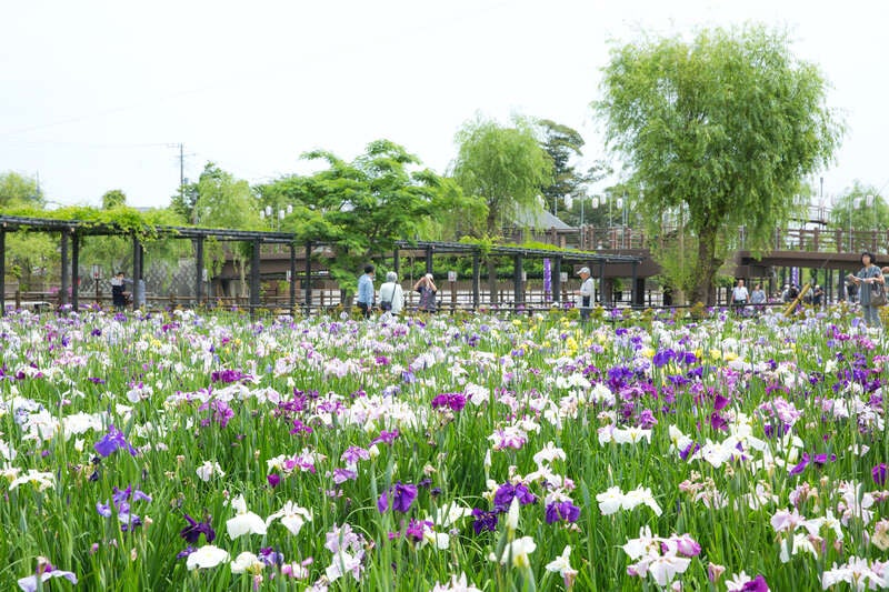 【群馬県内発】 第75回水郷潮来あやめまつりと「土浦魚市場食堂」まぐろ食べ放題と人気の工場直売所！筑波ハム　つくば陣屋でお買い物 日帰り1