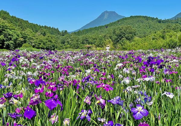 【福岡地区発着】八面山あじさい園と神楽女湖花しょうぶと別府おにやまホテル湯けむりランチバイキング2