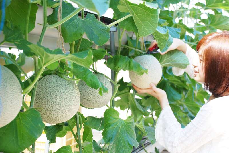 【福井県内発】 東海地区屈指のあじさい名所　形原温泉5万株のあじさい祭りと蒲郡マスクメロン狩り　　日帰り1