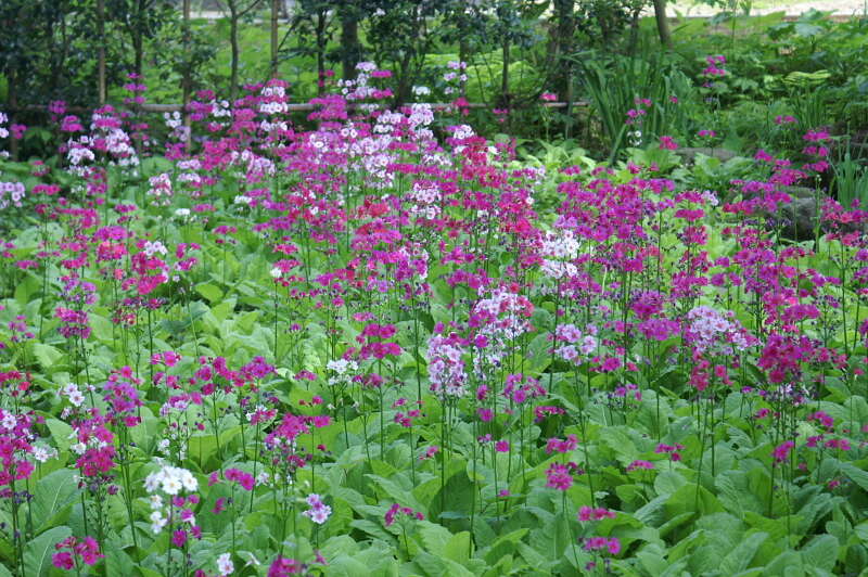 【秋田エリア発】 玉川寺クリンソウと蔵屋敷LUNA会席料理の昼食　羽黒山午年御縁年 日帰り1