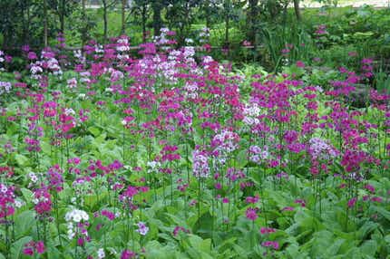 【秋田エリア発】 玉川寺クリンソウと蔵屋敷LUNA会席料理の昼食　羽黒山午年御縁年 日帰り