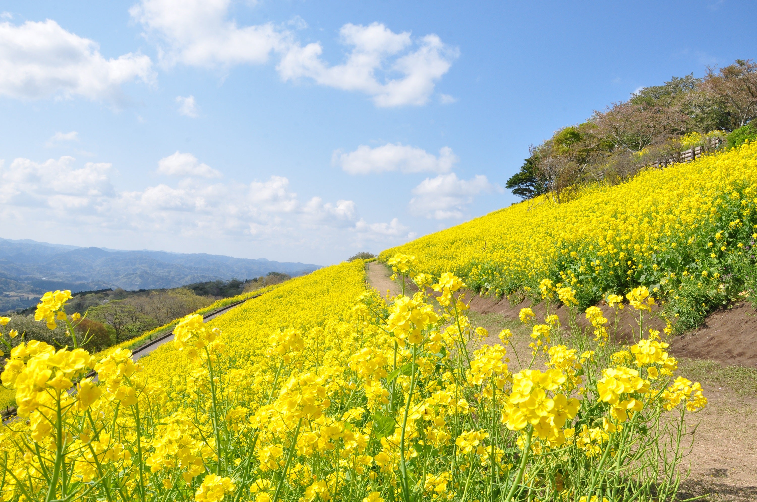 【福井県内発】 水戸偕楽園「第130回水戸の梅まつり」見学と花咲く房総半島ぐるり周遊3日間3
