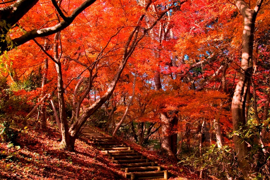 【徳山：徳山駅新幹線口発】 関門紅葉めぐりとふく刺し＆ふくちり鍋　日帰り1