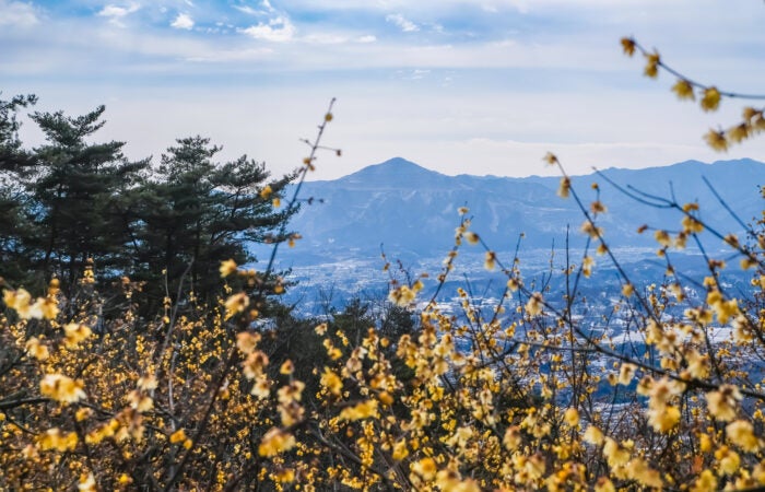 【横浜発】三十槌の氷柱と宝登山 冬の秩父絶景と”三十槌の氷柱”宝登山ロープウェイで空中散歩＆黄金に輝く宝登山蠟梅園観賞！3