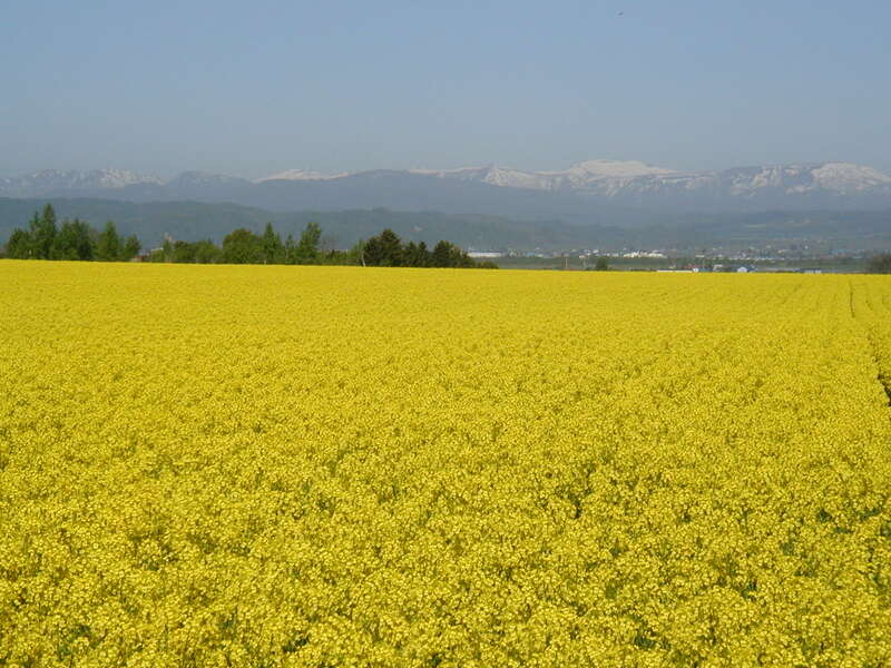 【神戸空港発着】はなたび!!まるごと北海道４日間3