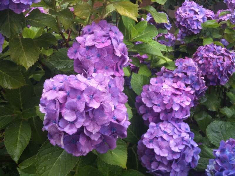 【群馬県内発】 あじさい咲く鎌倉花散歩と道の駅湘南ちがさき日帰り旅1