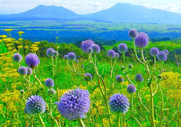 るり色の妖精が花咲くヒゴタイ公園とタデ原湿原と涼緑の池山水源1