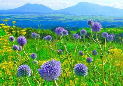 るり色の妖精が花咲くヒゴタイ公園とタデ原湿原と涼緑の池山水源