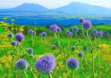 るり色の妖精が花咲くヒゴタイ公園とタデ原湿原と涼緑の池山水源1