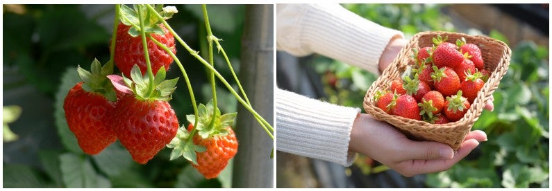【広島駅新幹線口発着／日帰り】上関城山歴史公園の河津桜と 旬のいちご狩り食べ放題 マイヤーレモン鯛鍋御膳のご昼食2