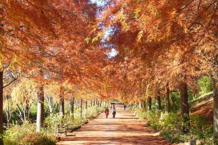 【鳥取駅南口発】 フォトジェニックな紅葉とNESTA RESORT KOBEでローストビーフ食べ放題 日帰り