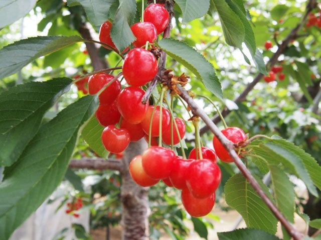■＜東京駅発＞【山梨】初夏のどっさり山梨！旬の高級フルーツ♪畑の宝石『さくらんぼ』狩り食べ放題に野菜の詰め放題！縁結びのパワースポット参拝♪さらに『メロン１玉』お持ち帰り♪1