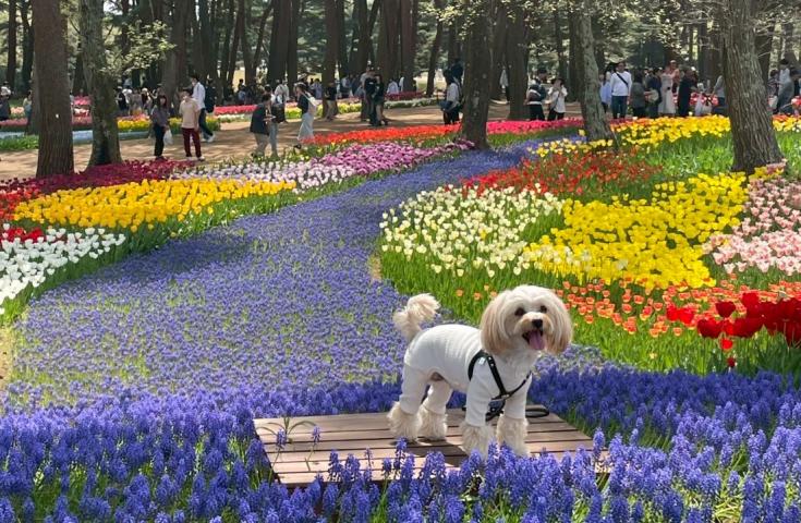 【愛犬同伴プラン】(4/18)絶景！ひたち海浜公園で空へと続く一面ブルーのネモフィラ鑑賞＆ミニドッグラン付きカフェでバーガーランチ♪春の行楽日帰りvipわんツアー！3