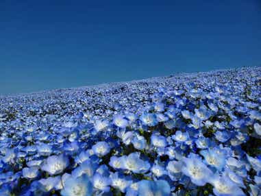 【郡山・須賀川・白河エリア発】 一面に広がる青！青！青！ひたち海浜公園のネモフィラ大群落 にくらしいWの衝撃！ブランド食材コラボの肉ランチ（日帰り）