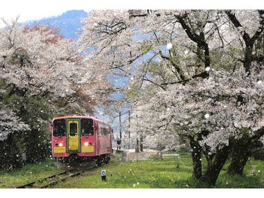 【名古屋発】近江牛ステーキ鉄板焼きランチ＆日本三大桜「根尾谷淡墨桜」＆人気の樽見鉄道さくら列車