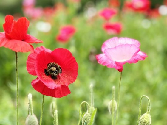 【バスハイク／添乗員同行／福岡(天神)発】 母の日に贈る癒しの一日 ポピーとバラの競演＆人気の抹茶挽き体験 嬉しい３つのお土産付き！ ①旬のビワ ②感謝を込めてカーネーション ③嬉しい野菜約500g1