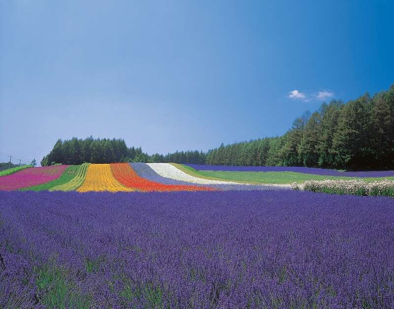 【富山空港発】 初夏の北海道１2景４日間　トマム「雲海テラス」・幻の「タウシュベツ川橋梁」　全室スイートルームの「リゾナーレトマム」＆層雲峡温泉・登別温泉に宿泊　十勝・富良野・美瑛2