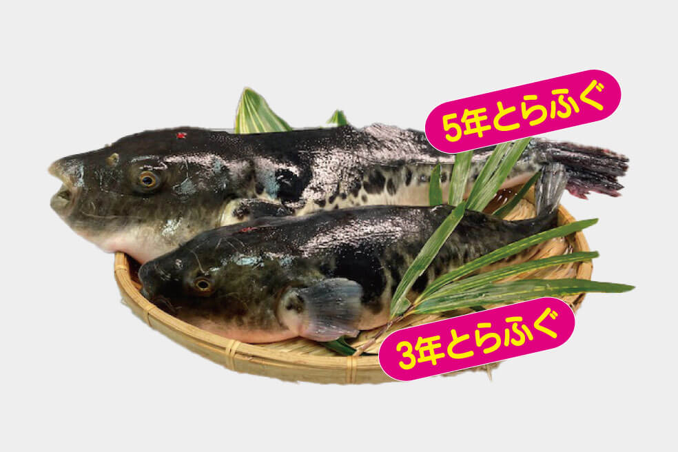 ＜香川＞休暇村讃岐五色台で食す「奇跡の五年虎河豚（ごねんとらふぐ）」のご昼食【西神中央・明石出発】2