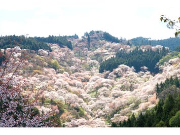 【名古屋発】日本屈指の桜の名所！世界遺産 吉野山千本桜