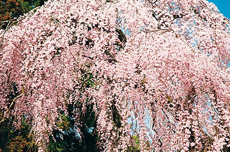 川越発　日本三大桜 山高神代桜・慈雲寺イトザクラ・わに塚の桜＆近江牛 すき焼きを食す 山梨 日帰り　山梨3つの桜名所にご案内♪3