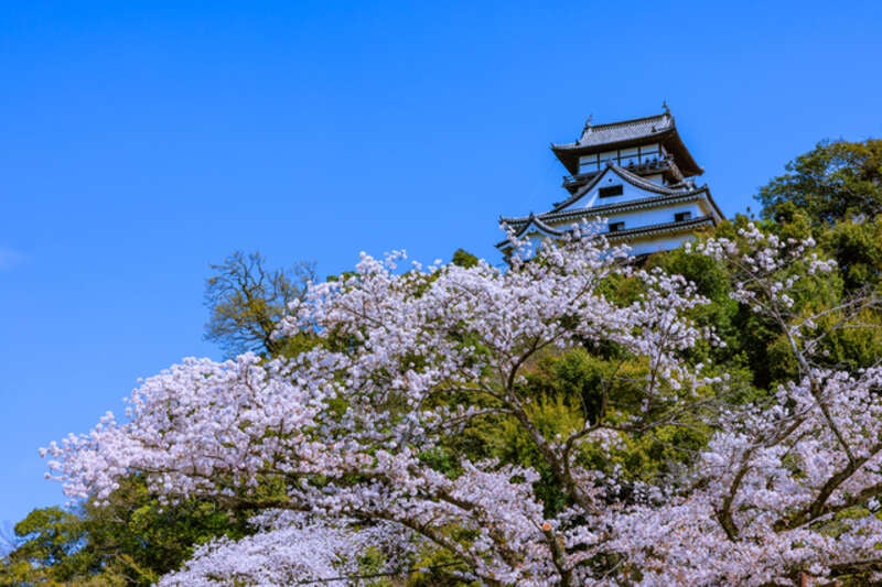 【高崎駅・本庄早稲田駅発】豪華絢爛　世界が認めた無形文化遺産　犬山祭と なばなの里イルミネーション・天然記念物　根尾の淡墨桜と谷汲山華厳寺2