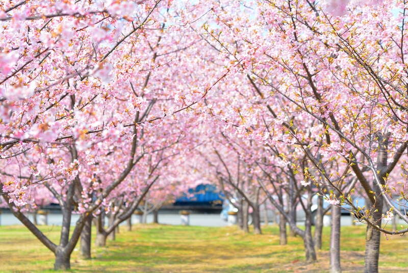 【下関・新下関発】ぶちええやまぐち春穫祭 日帰り1