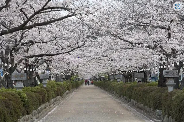 ＜新宿発・西船橋発＞ 古都鎌倉・段葛の桜 と 桜咲く横浜三渓園　そして中華街・特選78品食べ放題　～北京ダック・点心・デザートまで大満足のランチ付き♪～1