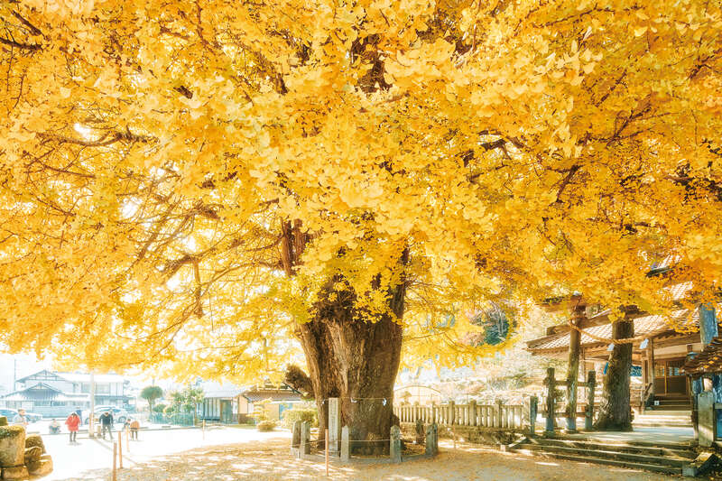 【新山口・徳山発】読売貸切「吉水園」秋の特別公開と筒賀の大銀杏　日帰り3
