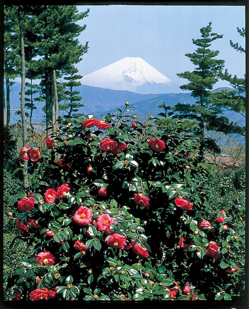 【茨城県内発】 ぽかぽか早春の花咲く伊豆半島と名湯・伊東温泉　春を告げる３つの花の競演！「河津桜」「熱海梅園」「小室山つばき園」２日間2