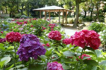 【光市役所前バス停発】 【山口東部読売会愛読者旅行】筥崎宮・あじさい苑とホテル日航福岡ランチ＆デザートビュッフェ日帰り