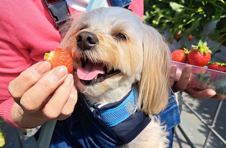 【愛犬同伴プラン】(1/11)わんわんの日♪いちご狩り食べ放題＆江戸前寿司を堪能！白鷺神社参拝や川越散策で食べ歩き等、新年気分を満喫の日帰りvipわんツアー！2