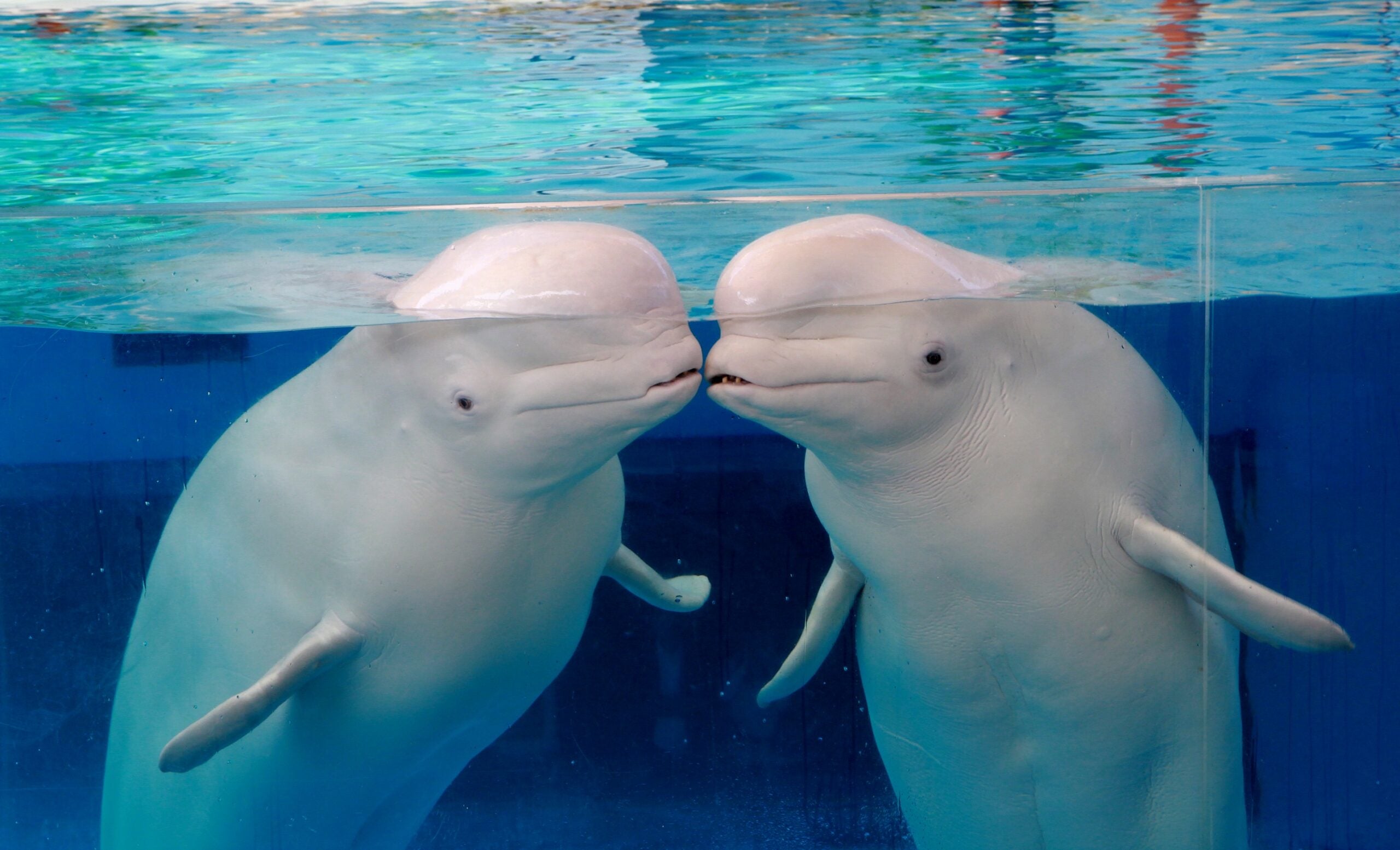 【八千代台発】夏休みテーマパークめぐりよこはま動物園ズーラシア＆八景島シーパラダイス＜コースNo.26-1048-C＞（京成トラベル）1