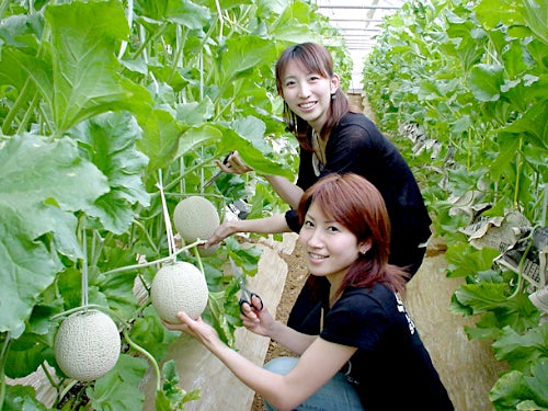 【名古屋・一社発】高級メロン！マスクメロン狩り＆100種類のアジサイ＆長さ20ｃｍ！ジャンボ海老フライ御膳付きミステリーツアー2