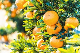 福崎・加西・社　発
№4839 淡路島育ちのみかん狩りと御食国で味わう「ふぐ御膳」2