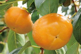 有田みかん狩り食べ放題と富有柿狩り体験3