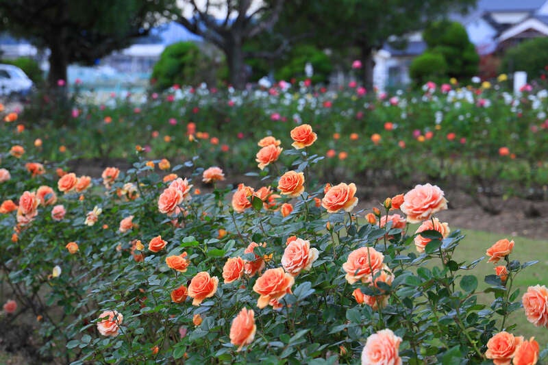 【高松・坂出発】秋の岡山花さんぽ～RSKバラ園12,000株「秋のバラまつり」と岡山後楽園「菊花大会」　日帰り1