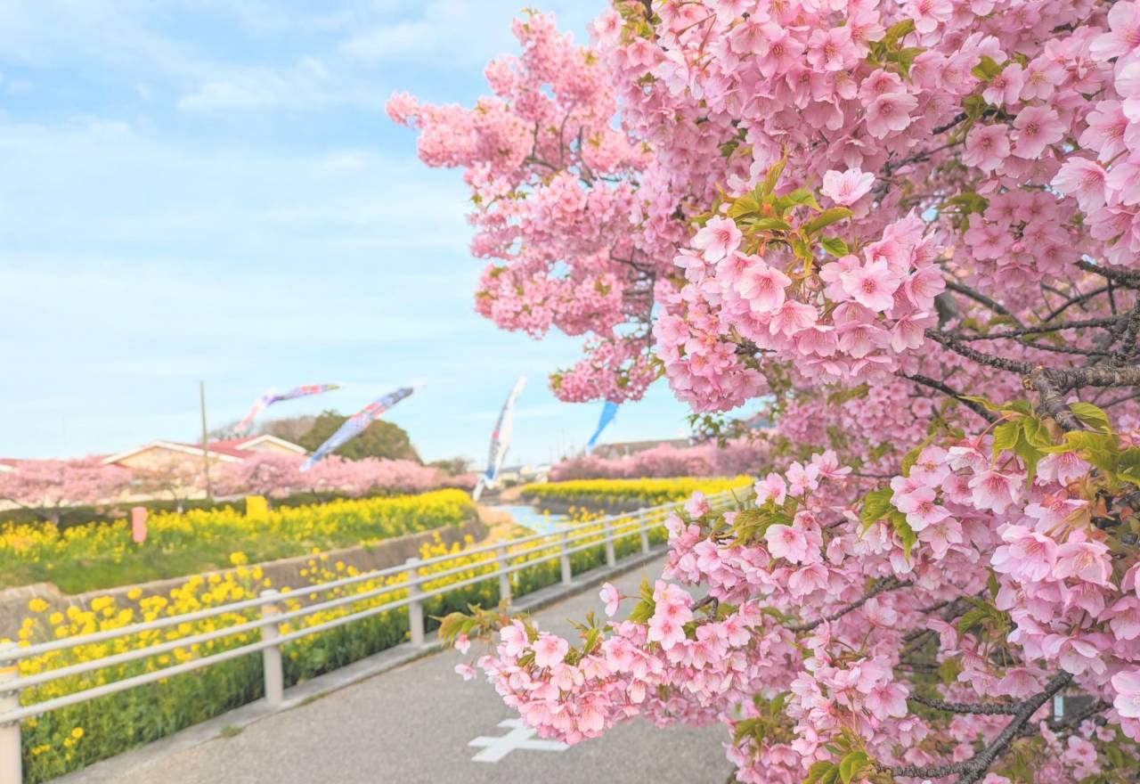 「渥美半島菜の花祭り」＆「河津桜祭り」と伊良湖リゾートで過ごす優雅な休日2日間【田原本・大和八木・橿原神宮・五位堂発】2