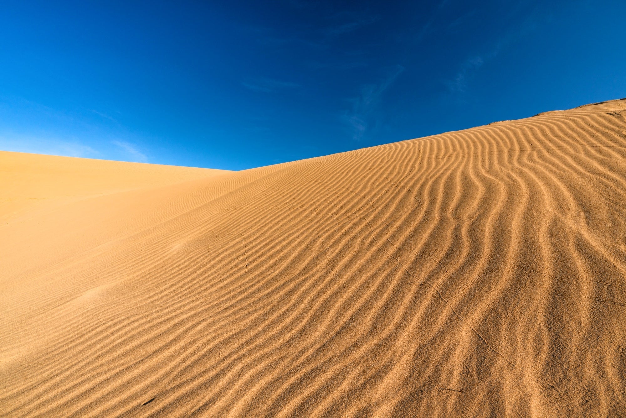 『「海に湯が沸く」皆生温泉　本場鳥取で11種カニ尽くしの夕食と出雲大社 ２日間』【天王寺・難波OCAT・梅田・新大阪　出発】2