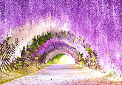 河内藤園の藤棚トンネルと季節の花咲く白野江植物公園