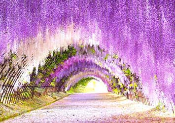 河内藤園の藤棚トンネルと季節の花咲く白野江植物公園