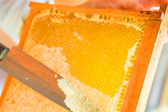 【新宿発】年末年始プレミアムツアー★寒い冬は南房総へ行こう♪　いちご狩り食べ放題＆大人気きよっぱち海鮮浜焼き食べ放題！！光と音で体感する「東京ドイツ村」イルミネーションも満喫♪　日帰りバスツアー3