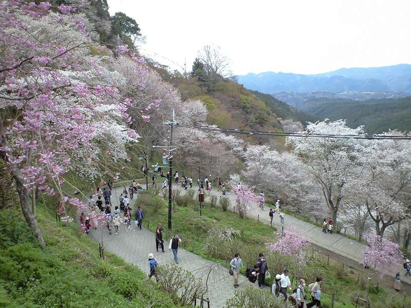 【富山県内発】 【列車+観光】ＪＲで行く  日本さくら名所100選・世界遺産「吉野山千本桜」フリータイム　日帰り2